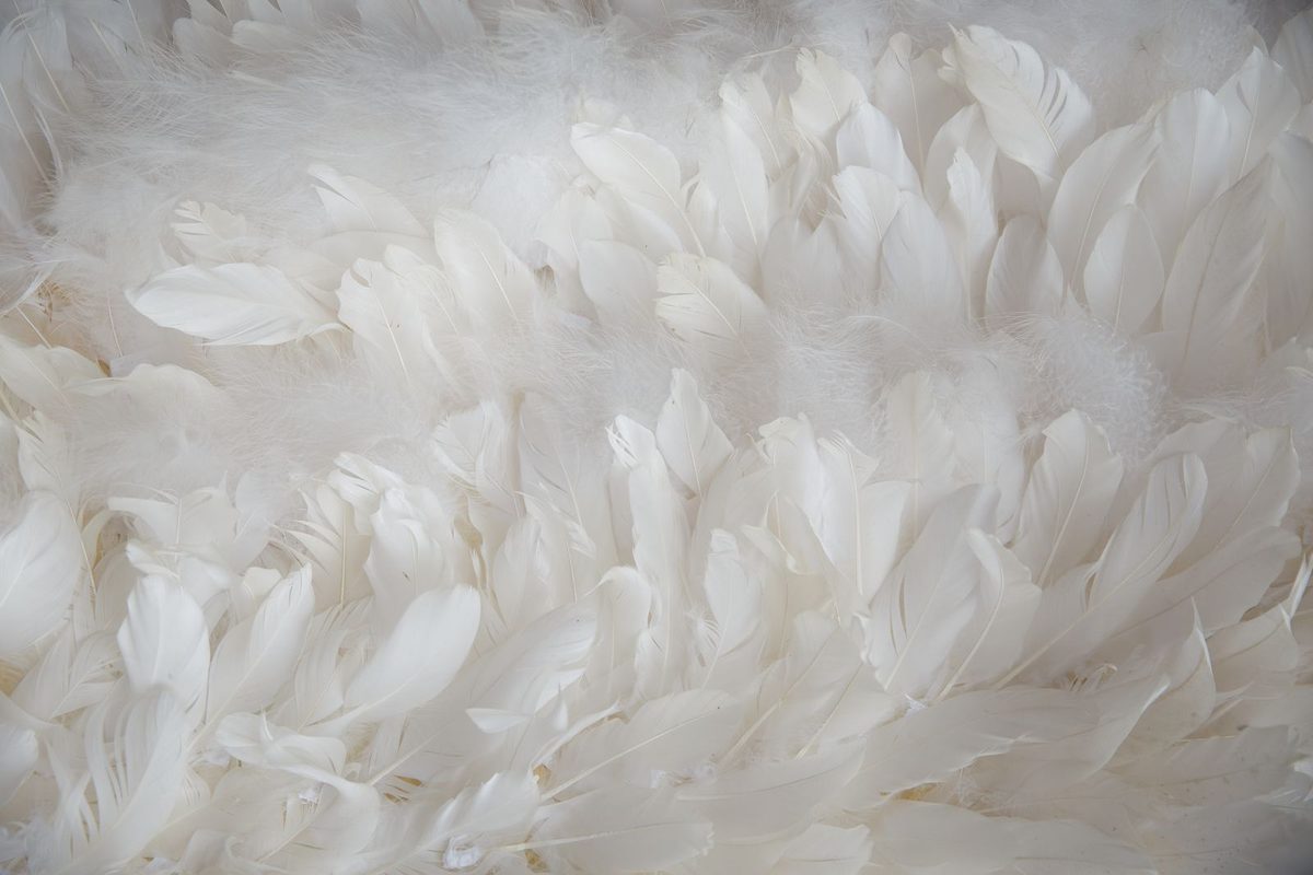A mass of white goose down and small feathers